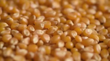 Mısır tohumları. Bir yüzeye yakın olan çiğ mısır tanecikleri yığını. Çiftçilik kavramı. Dönen bir yüzeyde mısır taneleri. Üst Manzara. Organik üretim. Gıda arkaplanı