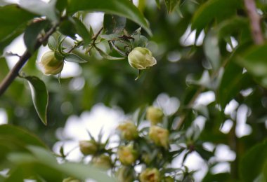 The ora-pro-nobis (Pereskia aculeata Mill.) Cactaceae familyasından Brezilya 'ya özgü geleneksel olmayan bir gıda bitkisidir (PANC). Çiçekler ve yapraklar.