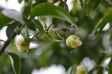 The ora-pro-nobis (Pereskia aculeata Mill.) Cactaceae familyasından Brezilya 'ya özgü geleneksel olmayan bir gıda bitkisidir (PANC). Çiçekler ve yapraklar.
