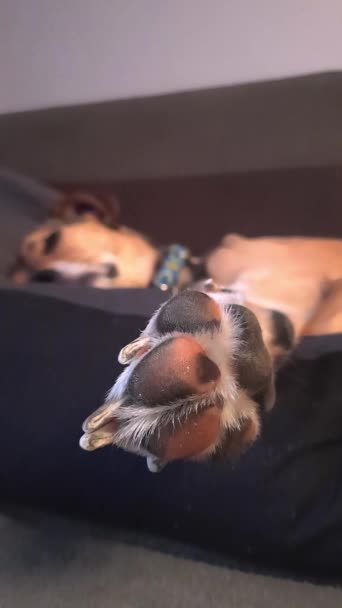 Perro Duerme Con Pata Sobresaliendo Sofá Almohadillas Para Mascotas Primer — Vídeos de Stock