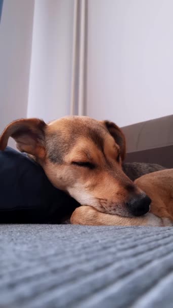 Peaceful Sleep Dog Comfortable Environment Sofa Room Vertical Video Concept — Vídeo de stock