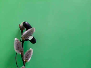 Spring music. Defocused abstract background with copy space. Inspiration and art concept. Headphones for smartphone on pussy willow branch. Selective focus. Place for text. Flat lay. Sounds of nature.