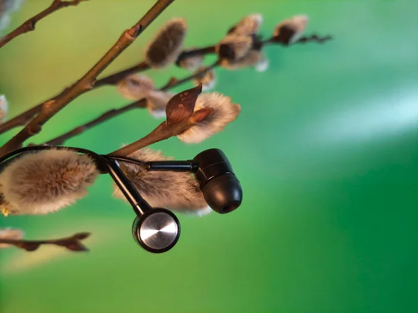 Music of nature. Copy space. Conceptual composition - human and environment, psychological health. Willow twigs with fluffy flowers in spring and headphones on green yellow background. Selective focus