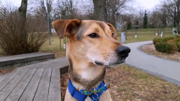 Korcs Kutya Körülnéz Parkban Kiképzés Kutyasétáltatás Szocializáció Figyelmes Kutya Közelről — Stock videók