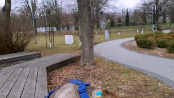 狗狗看着相机 狗的训练 行走和社交问题 身着蓝色领子 头戴地址标签的红灰色小猎犬把头抬起 在模糊的公园背景上看着车架 — 图库视频影像