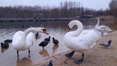 Kuğular çatışır. Kentsel kuşların hayatta kalmasına yardım. Komik kuş davranışı. Bulutlu bir günde bir kuğu diğerini şehir gölünün kıyısında kemiriyor. Şehir içinde insan ve doğa arasındaki etkileşim kavramı.