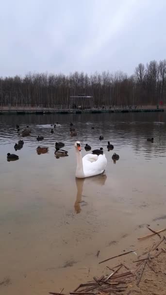 美しい白鳥を閉じます 垂直ビデオ 市内の野生の鳥を助け 白鳥と黒いアヒルが公園の湖の岸近くで泳ぐ 野生動物に優しい都市 ソスノヴィエツカトヴィツェポーランド — ストック動画