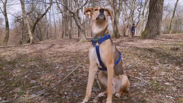Ηρέμησε Μπάσταρδε Περπατώντας Κατοικίδιο Ζώο Στο Δάσος Επίλυση Προβλημάτων Συμπεριφοράς — Αρχείο Βίντεο