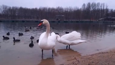 Bir çift kuğu. Şehirdeki vahşi kuşlara yardım edip onları beslemek. Kentsel alandaki kuşların korunması ve bakımı. Polonya parkındaki gölde iki dilsiz kuğu ve vahşi ördek. Vahşi yaşam dost şehirleri. Sosnowiec, Katowice, Polonya.