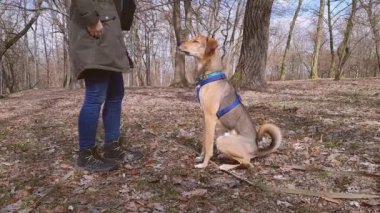 Genç köpeğe itaat etmeyi öğretiyorum. Evcil hayvanla eğitim süreci. Komik köpek emirlere uyar. Kadın kırma köpeğe emir verdiğinde gelip oturmasını öğretiyor. Köpeğe ikramda bulunmak..