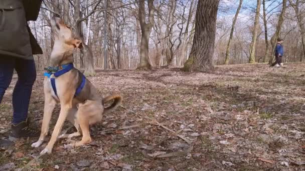 Anjing Muda Aktif Memberikan Cakar Proses Pelatihan Dengan Hewan Peliharaan — Stok Video