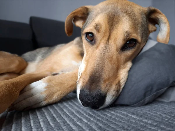Cão Está Descansar Almofada Foco Seletivo Nariz Animal Mestiço Adulto — Fotografia de Stock