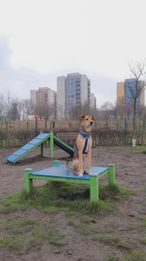 Melez köpek köpek köpek parkındaki eğitim platformunda oturur, ara verir ve gider. Köpek parkında yürüyen bir melez. Beden eğitimi ve evcil hayvan egzersizi. Dikey video. 