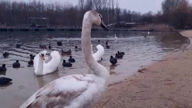 Kuğu piliç yaklaş. Kentleşme ve Kuşlar üzerindeki etkileri kavramı. Genç kuğu gölde yetişkin kuğuların ve şehir parkındaki bulutlu havada vahşi ördeklerin arka planında yürüyor..