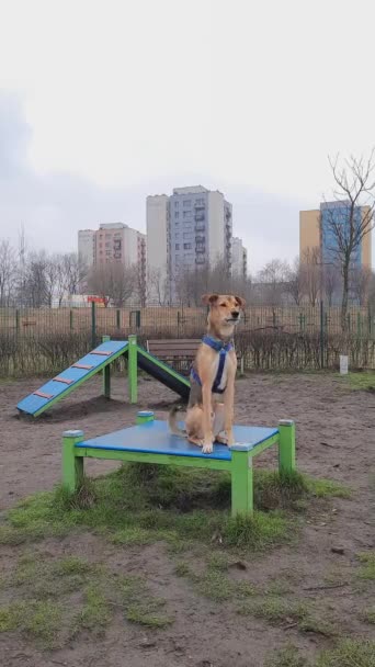 Cão Raça Mista Senta Plataforma Treinamento Parque Cão Fazendo Intervalo — Vídeo de Stock