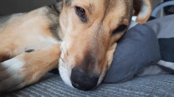 在舒适的沙发上打盹的狗 松驰的胸针在索法 宠物狗在柔软迷人的床上小睡片刻 蒙哥马利的头靠在枕头上健康睡眠和宠物健康 — 图库视频影像