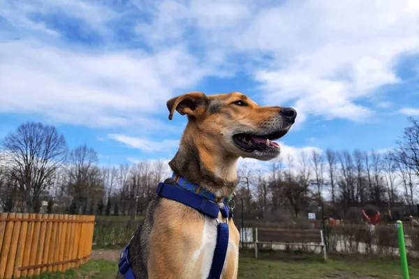 Focinho Cão Engraçado Foco Seletivo Feliz Animal Estimação Durante Caminhada — Fotografia de Stock