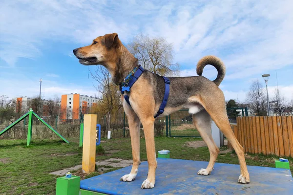 Köpek parkında fino. Seçici odaklanma. Köpek şovu standı. Yetişkin, ince, orta boylu, melez köpek güneşli bir bahar gününde yürüyüş sırasında antrenman platformunda duruyor. Odaklanmamış arka plan. Köpek yaşam tarzı. 