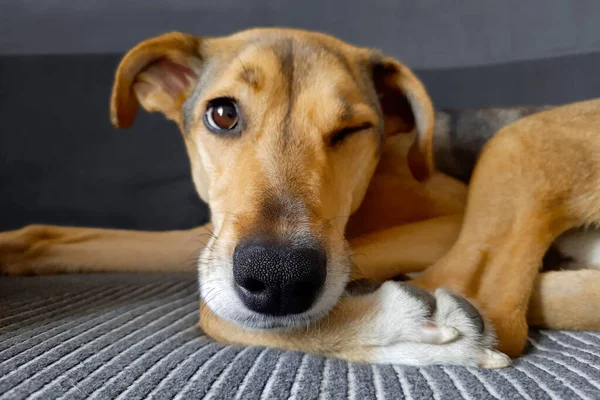 Dog winks. Selective focus on animal's nose. Cheerful dog muzzle. Young funny mongrel dog squints one eye while lying on bed. Defocused background. Dog lifestyle. Pet routine.