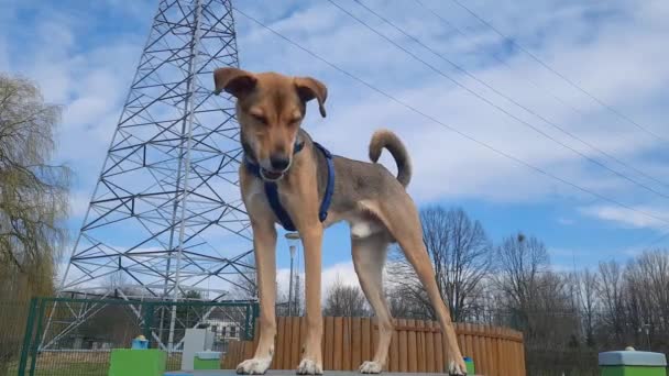 Zmęczony Zadowolony Pies Pet Pozował Kamery Dorośli Krzyżówka Stoi Platformie — Wideo stockowe