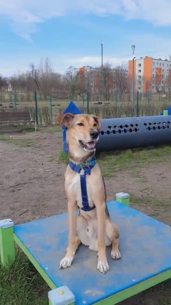 Uśmiechnięty Pies Pionowe Wideo Zwierzak Pozował Kamery Młody Zabawny Kundel — Wideo stockowe