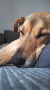 Huzurlu köpek kanepeye bağlı. dikey video. Rahat bir yatakta sakin ve rahat melez köpek şekerlemeleri. Yastığın üzerindeki melez başı. Yakın plan. Sağlıklı uyku ve hayvan sağlığı.