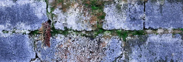 Eski Tuğlaların Arka Planına Sahip Pankart Çatlak Taştan Yapılmış Yosun — Stok fotoğraf