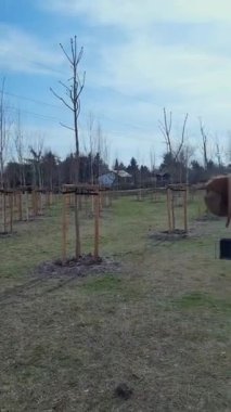 Yeşillendirme modern şehirler. Şehir manzarasında peyzaj. Genç ağaçlar dikiyorum. Polonya 'da yeni şehir parkı oluşturuluyor. Çevre bakımı, hava kirliliği ve sisle mücadele.