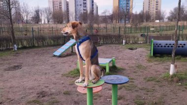 Melez köpek köpek köpek parkındaki eğitim platformunda oturur, ara verir ve gider. Köpek parkında melez olarak dolaşıyorum. Hayvan için beden eğitimi ve egzersiz.