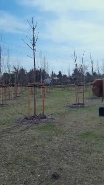 近代的な都市を緑化する 都市の風景の中に造園 若い木を植える ポーランドの新しい都市公園の作成 環境への配慮 大気汚染との闘い スモッグ — ストック動画