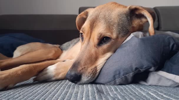 Yastıkta Rüya Gören Köpek Köpek Yaşam Tarzı Oturma Odasındaki Kanepede — Stok video