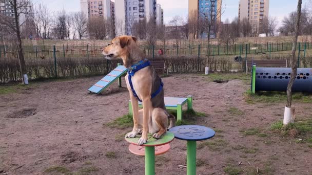 Mongrel狗坐在狗狗公园的训练平台上休息 然后离开 在公园里走着混血儿 宠物的体育和运动 — 图库视频影像
