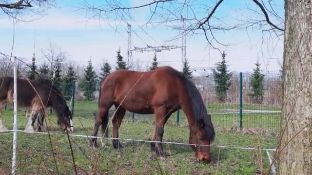 城市里的马希波疗法 动物观察 春天阳光明媚的日子 不同颜色的马在城市公园吃草 城市环境中的人畜互动 — 图库视频影像