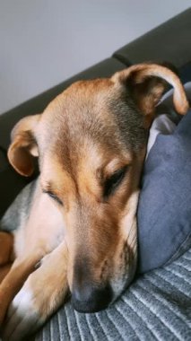 Rahat Köpek Uykusu. Köpek yaşam tarzı. Uyuyan Pooch 'u yakın plan çekime al. Köpeğin kafası yastığın üzerinde. Dikey video. Köpeğin huzurlu uykusu.