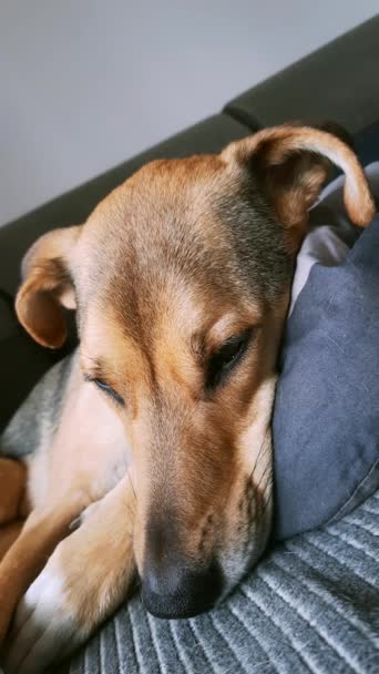 居心地の良い犬のスランバー 犬のライフスタイル ベッドの上で寝るポーチを閉じます 犬の頭はクッションの上にある 垂直ビデオ 犬の穏やかな眠り — ストック動画