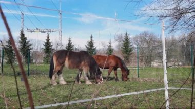 Otlanan atlar. Atı şehirde tutmak. Şehirdeki çimlerin üzerinde çim yiyen iki atı izlemek. Atlarla tedavi, at destekli terapi. Hipoterapi