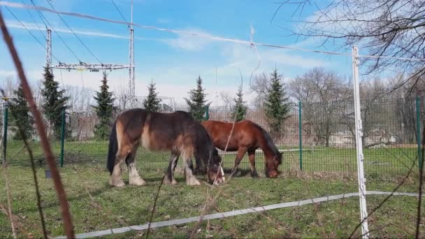 吃草的马 让马留在城市 在城市的草坪上看着两匹马吃草 马的治疗 马辅助疗法 希波疗法 — 图库视频影像