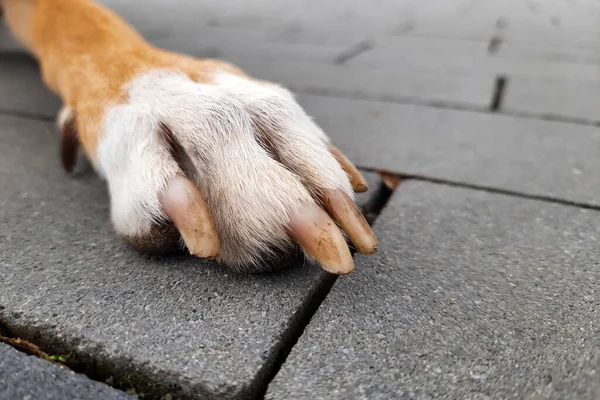 Μπροστά Κόκκινο Πόδι Σκύλου Λευκό Πόδι Από Κοντά Πόδι Σκύλου — Φωτογραφία Αρχείου