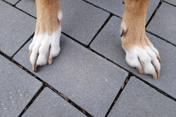 Πόδια Σκύλου Λευκά Και Μαύρα Νύχια Μπάσταρδου Φροντίδα Paw Μετά — Φωτογραφία Αρχείου