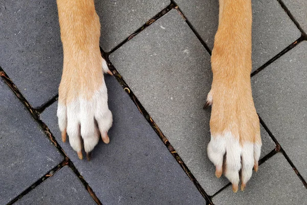 Paws of dog lying on sidewalk. Long thin dog paws with white and black claws on background of gray tiles. Fur color is red with white markings.