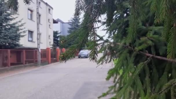Banliyöde Sessiz Bir Cadde Rahat Bir Şehir Ortamı Köknar Ağacının — Stok video