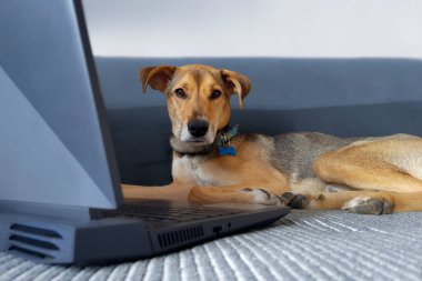 Köpek dizüstü bilgisayarın yanında yatar ve kameraya bakar. Genç Pooch kahverengi gri, beyaz işaretli, dizüstü bilgisayar monitörünün yanında ciddi poz veriyor. Çevrimiçi alışveriş, online iş ve online öğrenim kavramı. Evcil hayvanlar ve iş.