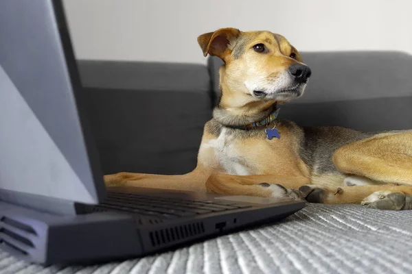 Dog and laptop. Defocused background. Young mixed breed dog with floppy ears lies near laptop on bed. Concept of  online shopping, online work and online learning. Pets and work.