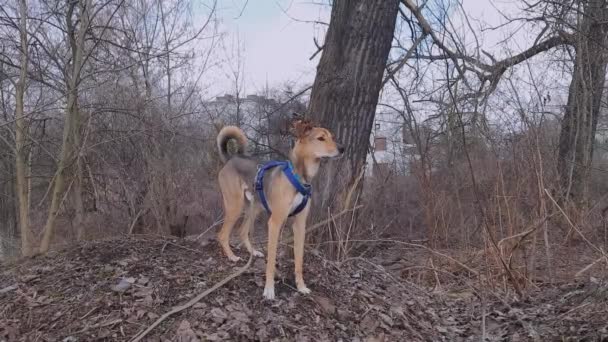 Parkta Yürüyüş Için Köpek Evcil Hayvanlar Için Konforlu Mühimmat Orta — Stok video