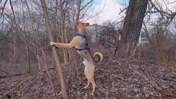 Mongrel Hugs Tree Pet Reaction Wildlife Young Slender Dog Stands — Stock Video