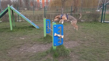 Köpek zarif bir şekilde engelin üzerinden atladı. Köpek çevikliği egzersizi. Yatay barın üzerinden atlayan komik sıska melez. Güzel ağır çekim. Pooch köpek parkındaki engelin üstesinden geliyor. Evcil hayvanla eğlenceli yürüyüş..