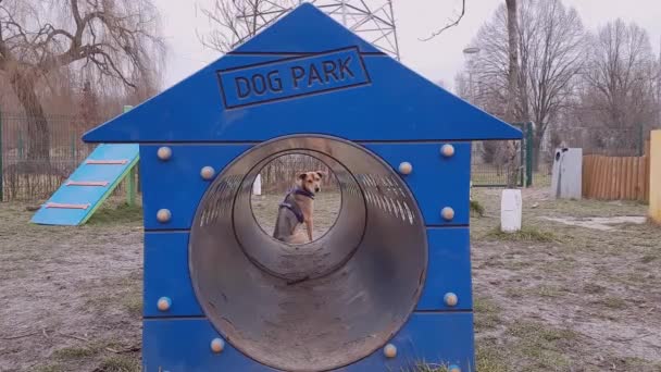 Perro Atraviesa Túnel Cerrado Ejercicio Agilidad Del Perro Joven Mestizo — Vídeos de Stock