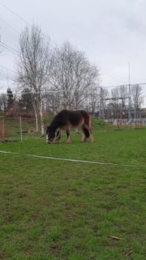 Şehir manzarasının arka planına karşı at. Kahverengi at, elektrik santralinin arka planında yeşil çimlerde otluyor. Dikey video. İnsan ve doğa. Modern şehirde hayvan hayatı.
