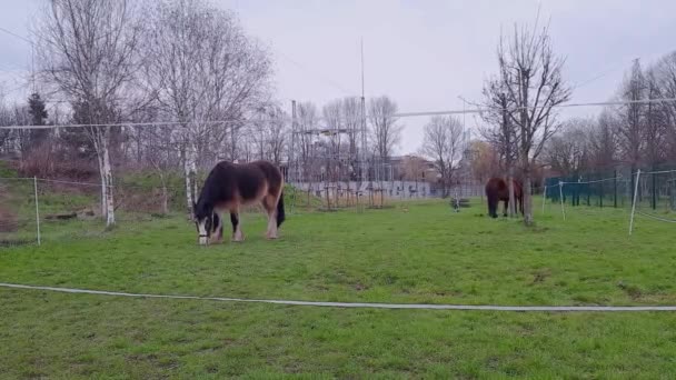 城市里的马现代城市的动物生活 在变电站的背景下 棕色的马在绿色的草坪上吃草 人与自然 — 图库视频影像