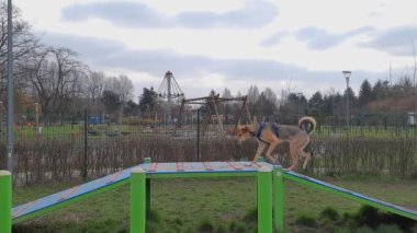 Köpek yürüyüşü engeli. Çeviklik engelleri. Orta büyüklükteki melez her iki ucunda yükselen ve alçalan rampalar olan yüksek tahta boyunca yürüyor. Komik köpek numarası yapıyor. Evcil hayvanlı spor.